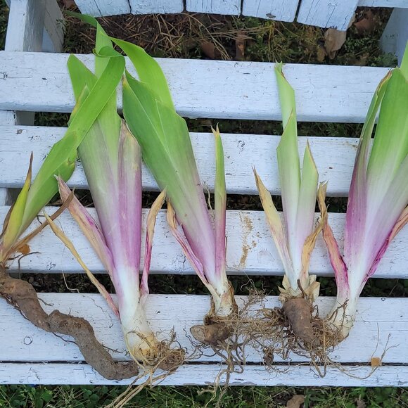 6 Bearded Iris Rhizome Root Plant for $9 - Picture 2 of 3